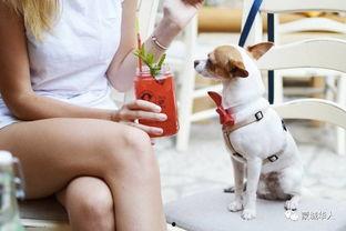 娛樂吃瓜醬狗餐館,一場跨界美食盛宴