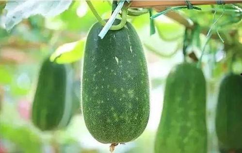 娛樂圈吃瓜文具有哪些,揭秘明星幕后故事與八卦傳聞